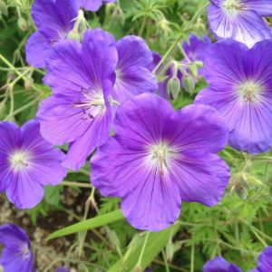 Geranium 'Orion' - Storchschnabel