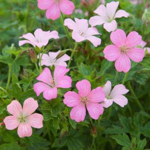 Geranium oxonianum 'Rose Clair' - Storchschnabel