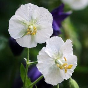 Geranium phaeum Album - Storchschnabel