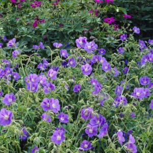 Geranium pratense 'Brookside' - Storchschnabel