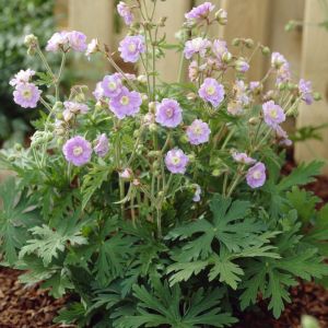 Geranium pratense 'Summer Skies' - Storchschnabel