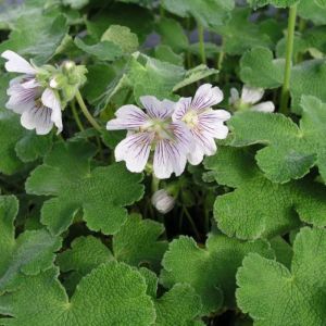 Geranium renardii - Storchschnabel