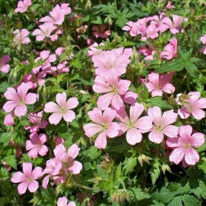 Geranium riversleaianum 'Mavis Simpson' - Storchschnabel