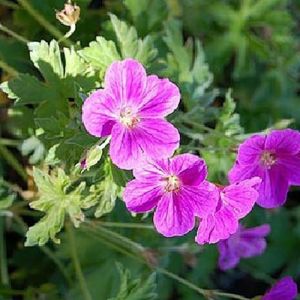 Geranium riversleaianum 'Russel Prichard' - Storchschnabel