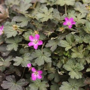 Geranium 'Tanya Rendall' - Storchschnabel Geranium 'Tanya Rendall' - Storchschnabel