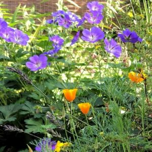 Geranium 'Bloom Me Away' - Storchschnabel