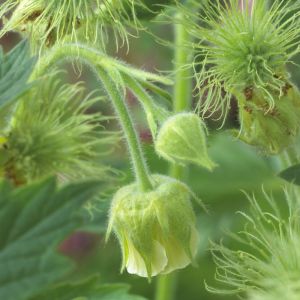 Geum rivale 'Album' - Nelkenwurz