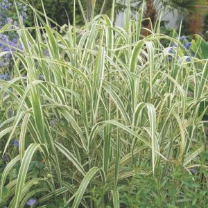 Glyceria maxima 'Variegata' - Wasserschwaden