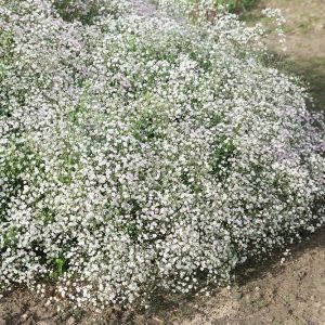 Gypsophila paniculata - Schleierkraut