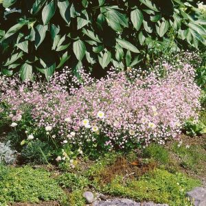 Schleierkraut (Gypsophila)  zarter, winterharter Bodendecker fr  Steingarten & Beet | Grnes Paradies