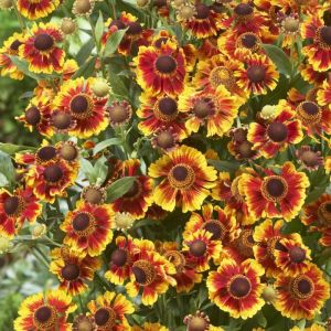 Helenium 'Biedermeier' - Sonnenbraut