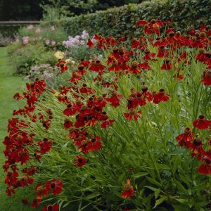 Helenium Moerheim Beauty - Sonnenbraut