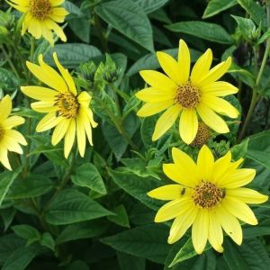 Helianthus microcephalus 'Lemon Queen' - Sonnenblume