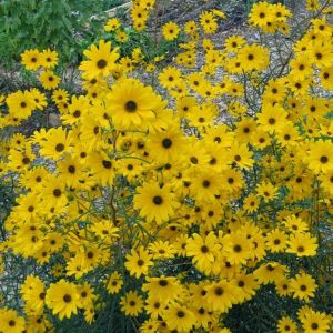 Helianthus salicifolius - Sonnenblume