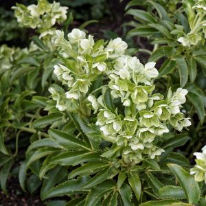 Helleborus argutifolius - Christrose