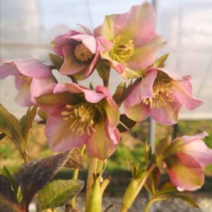 Helleborus orientalis 'Pretty Ellen Pink' - Christrose