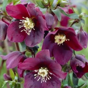 Helleborus orientalis 'Pretty Ellen Purple' - Christrose Helleborus orientalis 'Pretty Ellen Purple' - Christrose