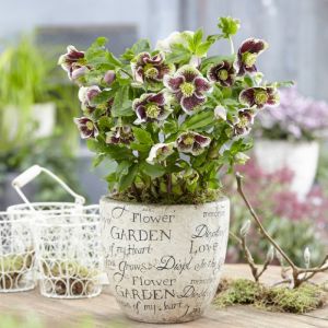 Helleborus orientalis 'Pretty Ellen Spotted' - Christrose Helleborus orientalis 'Pretty Ellen Spotted' - Christrose