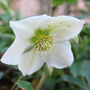 Helleborus orientalis 'Pretty Ellen White' - Christrose