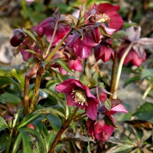 Helleborus orientalis 'Red Lady' - Christrose Helleborus orientalis 'Red Lady' - Christrose