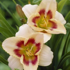 Hemerocallis ‘Blueberry Candy’ – Taglilie Hemerocallis ‘Blueberry Candy’ – Taglilie