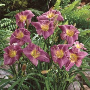 Hemerocallis ‘Prairie Blue Eyes’ – Taglilie
