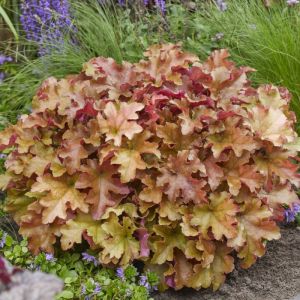 Heuchera 'Marmalade' - Purpurglöckchen