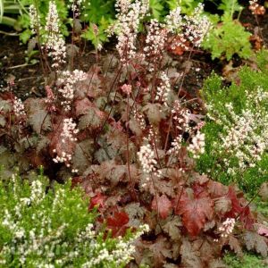 Heucherella 'Quicksilver' - Purpurglöckchen 