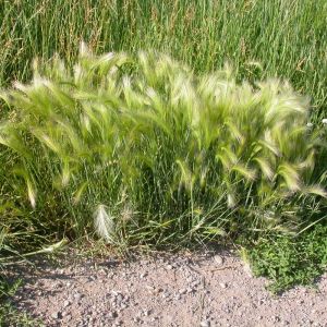 Hordeum jubatum - Gerste