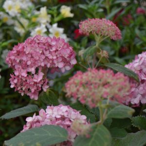 Hydrangea arborescens 'Ruby Annabelle' - Hortensie