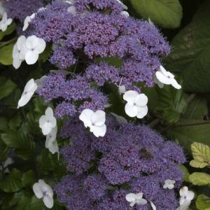 Hydrangea aspera 'Macrophylla' - Hortensie