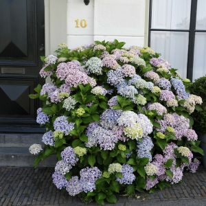 Hydrangea macrophylla 'Ayesha' - Hortensie