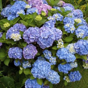 Hydrangea macrophylla 'Bodensee' - Hortensie