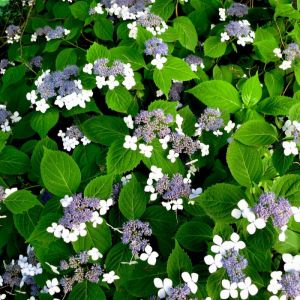 Hydrangea serrata 'Bluebird' - Hortensie