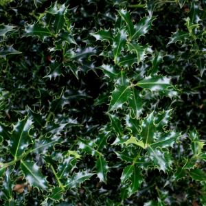 Ilex aquifolium 'Alaska' - Stechpalme