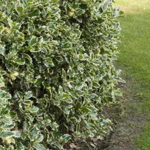 Ilex aquifolium 'Argentea Marginata' - Stechpalme