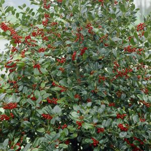 Ilex aquifolium 'J.C. van Tol'  - Stechpalme
