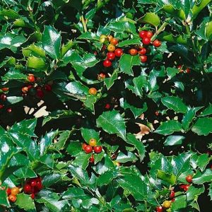 Ilex meserveae 'Blue Maid' - Stechpalme