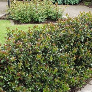 Ilex meserveae 'Blue Prince'  - Stechpalme
