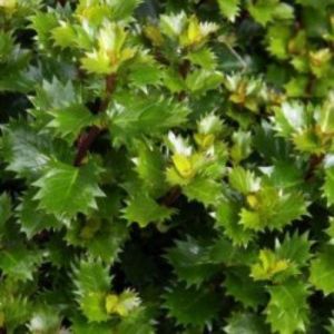 Ilex x meserveae 'Mondo' - Stechpalme