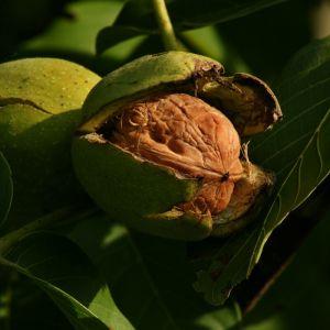 Juglans regia - Echte Walnuss