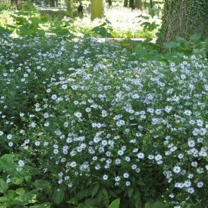 Kalimeris incisa 'Blue Star' - Schönaster
