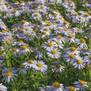 Kalimeris incisa 'Madiva' -  Aster