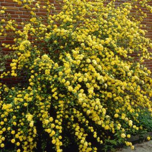 Kerria japonica 'Pleniflora' - Ranunkelstrauch Kerria japonica 'Pleniflora' - Ranunkelstrauch