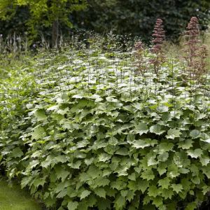 Kirengeshoma palmata - Japanische Wachsglocke