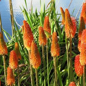Kniphofia Alcazar - Fackellilie