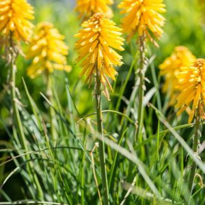 Kniphofia 'Banana Popsicle' - Fackellilie