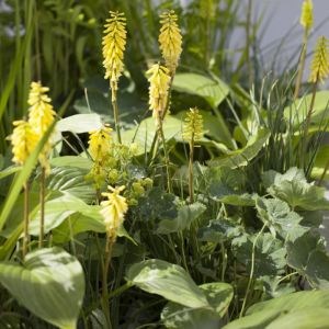 Kniphofia 'Lemon Popsicle' - Fackellilie