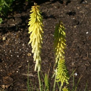Kniphofia 'Little Maid' - Fackellilie
