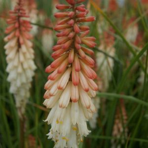 Kniphofia 'Orange Vanilla Popsicle' - Fackellilie